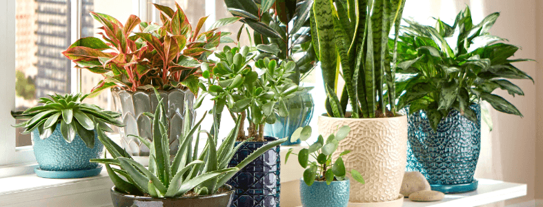 Plants to Send to Your Loved Ones