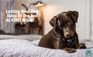 Pet in the bed