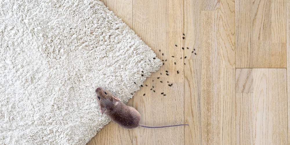 Rodent Infestation