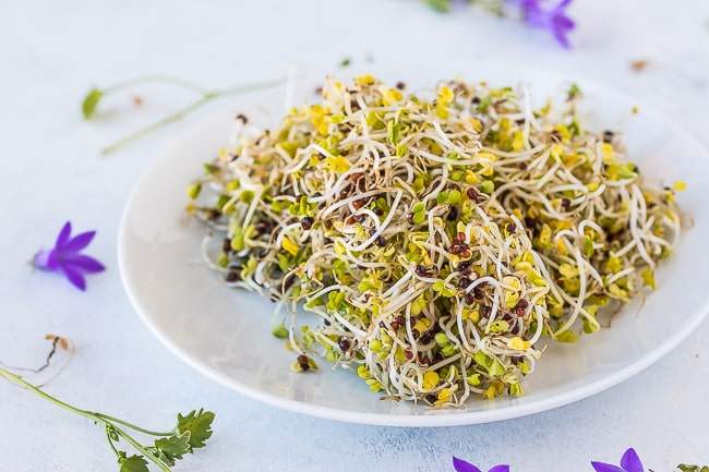 types of sprouts