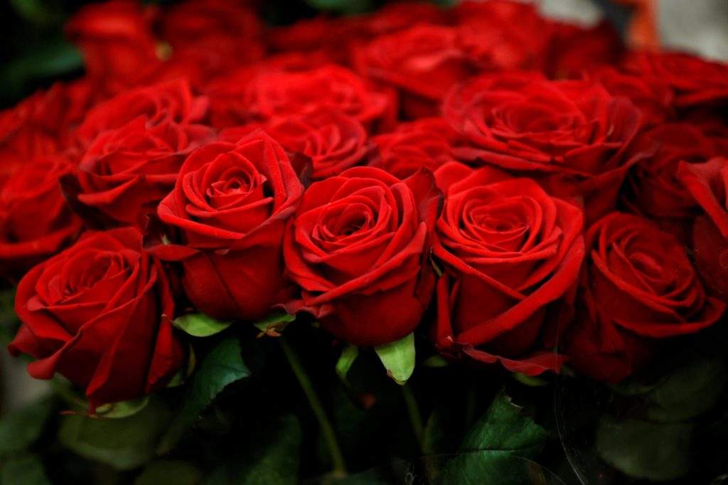 Take Care of Roses