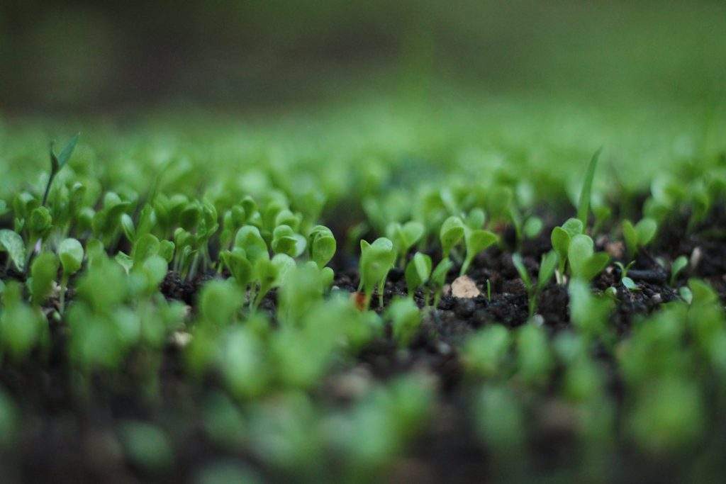 types of sprouts