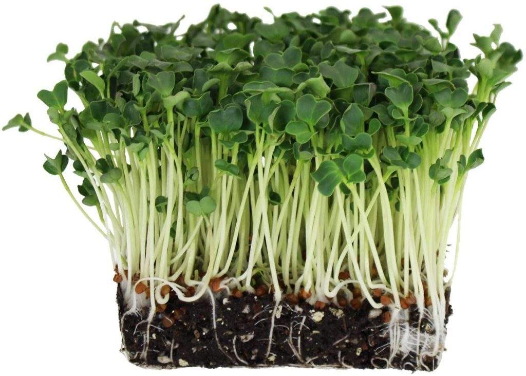 types of sprouts