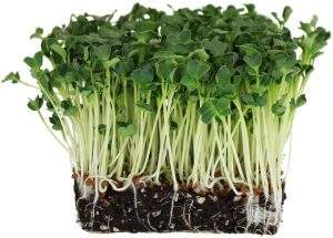 radish-sprouts-JPEG