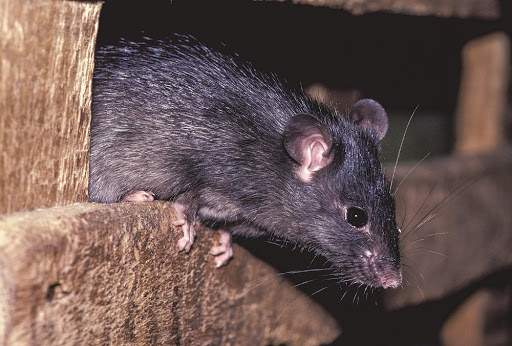 Stop Rats