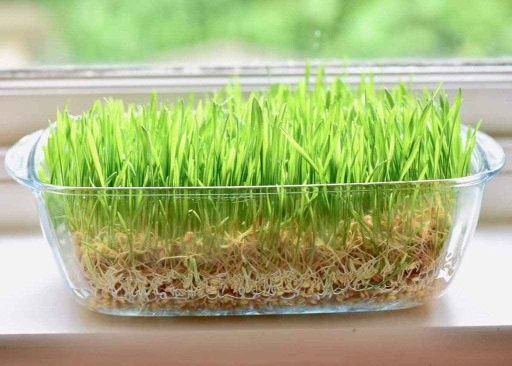types of sprouts