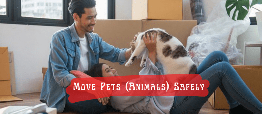 Move Pets Safely